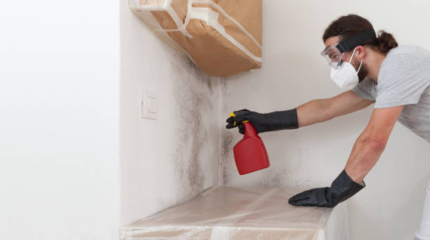 Professional Basement Mold Remediation technician working in Cordova, MD