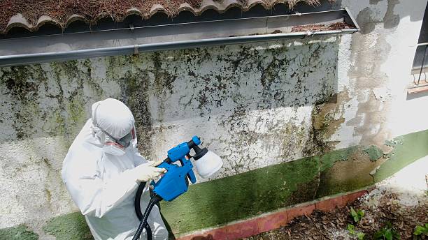 Top rated local Basement Mold Remediation specialists in Cordova, MD